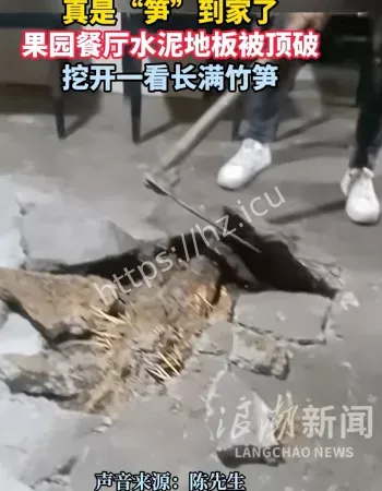水泥地被顶破